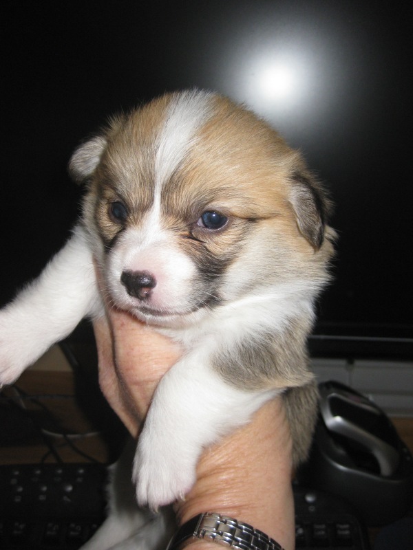 Puppies